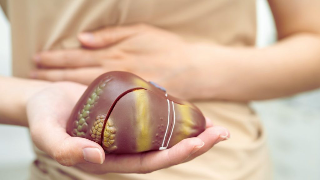 Liver model held in hands representing alcohol-related organ damage